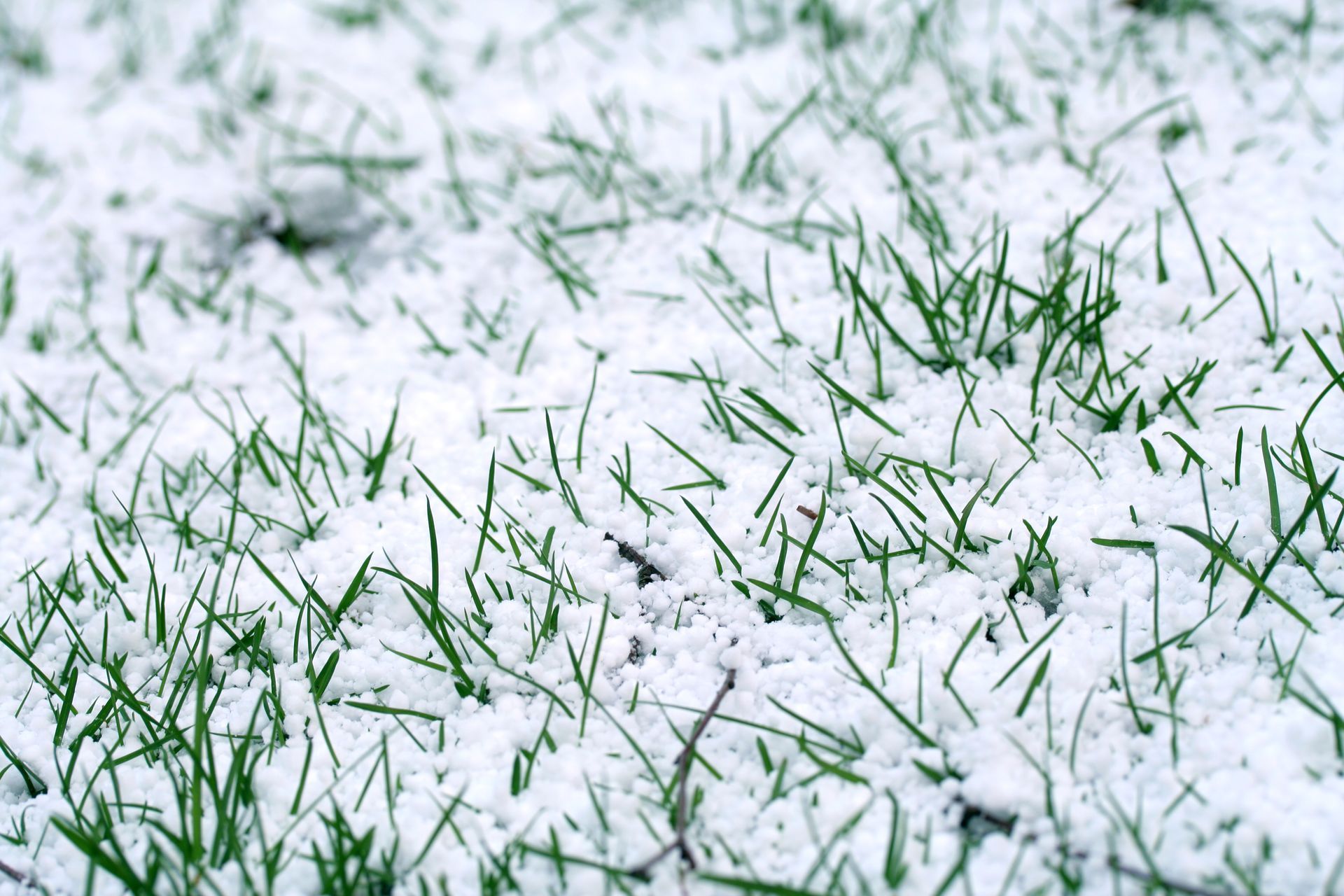 Snow-covered green grass. Winter scene.