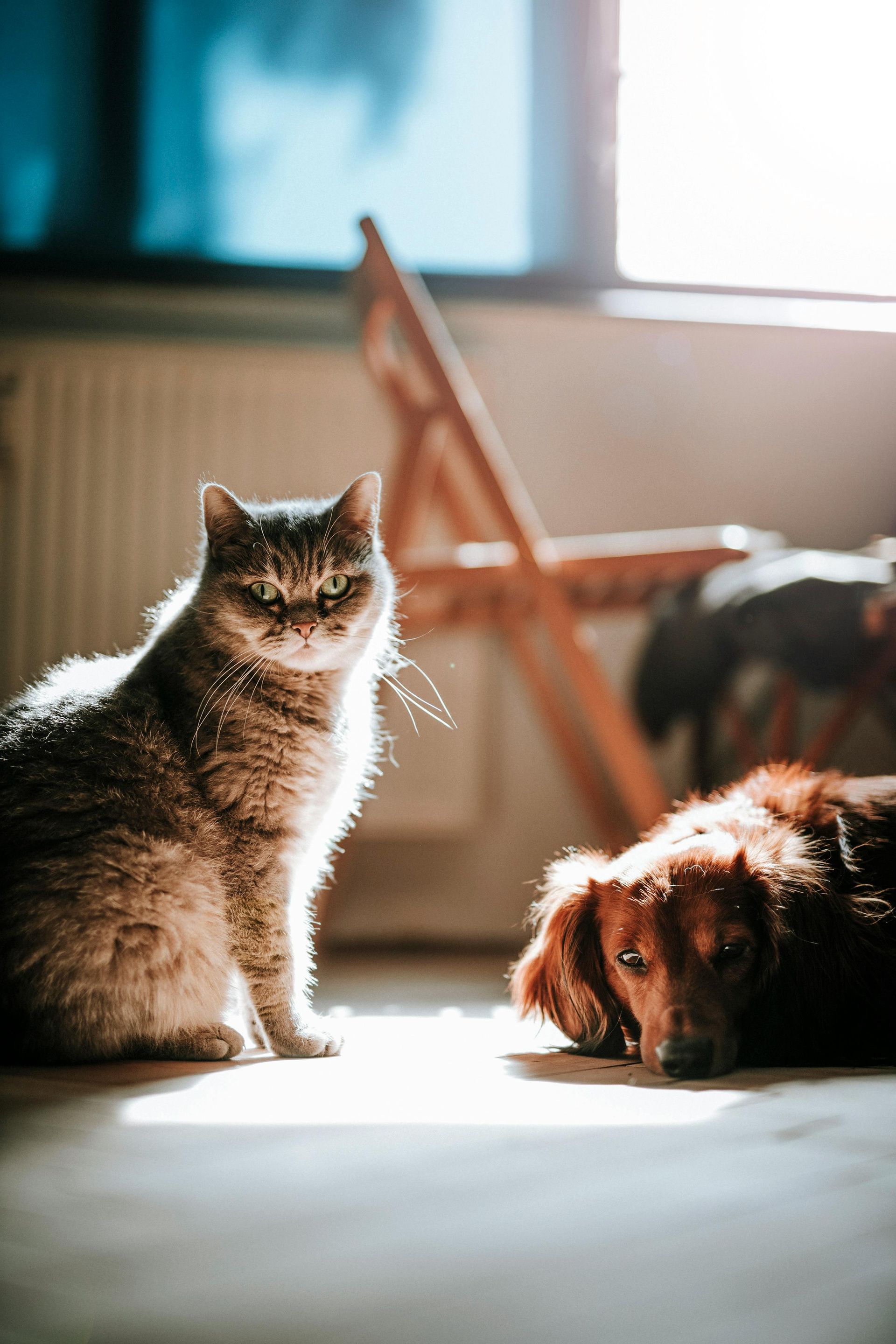Dog and cat in the same room 