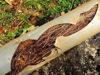 A Close up Of a Broken Pipe with Roots Coming out Of It — One Flush Plumbing Service In Oxenford, QLD