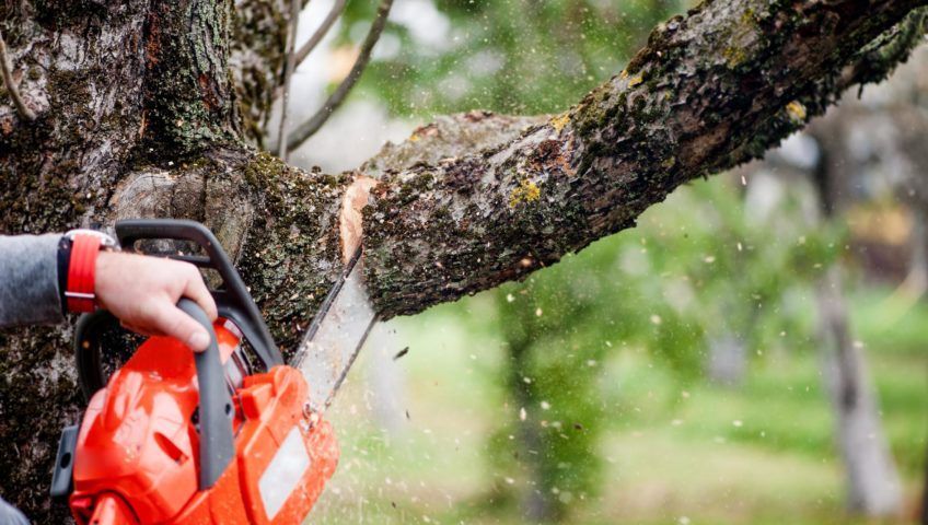 An image of tree care (branch removal) in Royal Palm Beach FL