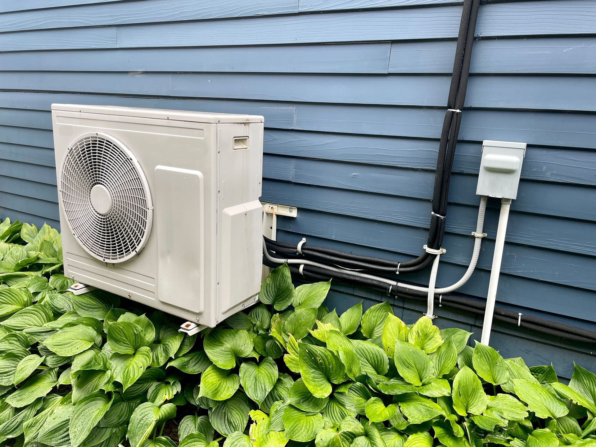 An outdoor heat pump unit mounted on a blue house next to lush green plants. Black conduit and electrical box are visible.
