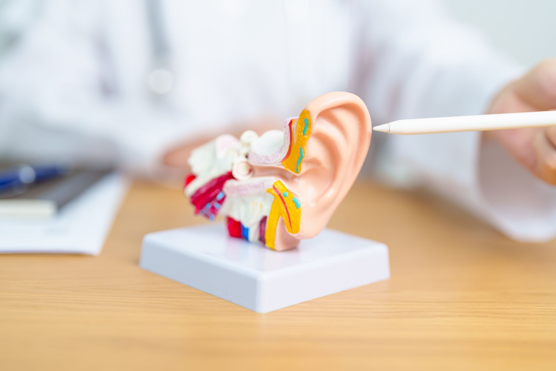 A doctor is pointing at a model of an ear with a pen.