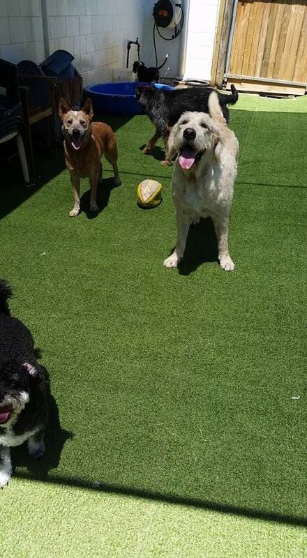 A Group Of Dogs Are Standing On Top Of A Lush Green Lawn — Pupstars Daycare and Grooming In Cairns City, QLD