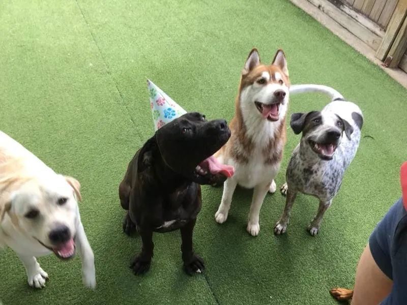 A Group Of Dogs Are Standing Next To Each Other Wearing Party Hats — Pupstars Daycare and Grooming In Cairns City, QLD