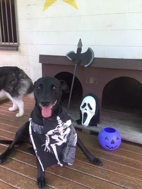 A Black Dog Is Wearing A Skeleton Costume — Pupstars Daycare and Grooming In Cairns City, QLD