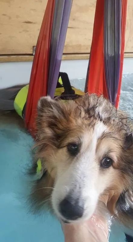 A Dog Is Hanging From A Rope In A Pool — Pupstars Daycare and Grooming In Cairns City, QLD