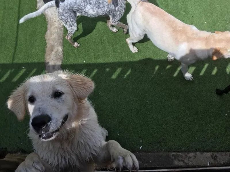 A Group Of Dogs Are Playing On A Lush Green Field — Pupstars Daycare and Grooming In Cairns City, QLD