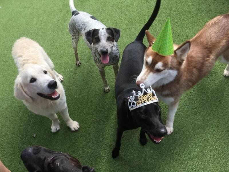 A Group Of Dogs Wearing Party Hats And Tiaras — Pupstars Daycare and Grooming In Cairns City, QLD