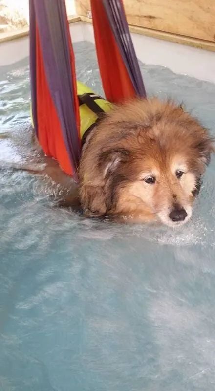A Dog Is Swimming In A Pool Wearing A Life Jacket — Pupstars Daycare and Grooming In Cairns City, QLD