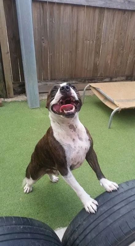 A Brown And White Dog Is Standing On Top Of A Tire — Pupstars Daycare and Grooming In Cairns City, QLD