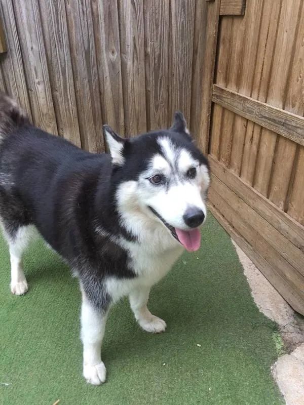 A Husky Dog Is Standing On A Green Carpet In Front Of A Wooden Fence — Pupstars Daycare and Grooming In Cairns City, QLD