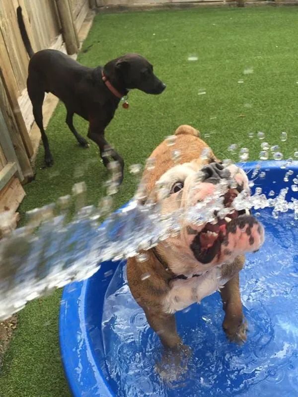 Two Dogs Are Playing In A Small Pool Of Water — Pupstars Daycare and Grooming In Cairns City, QLD