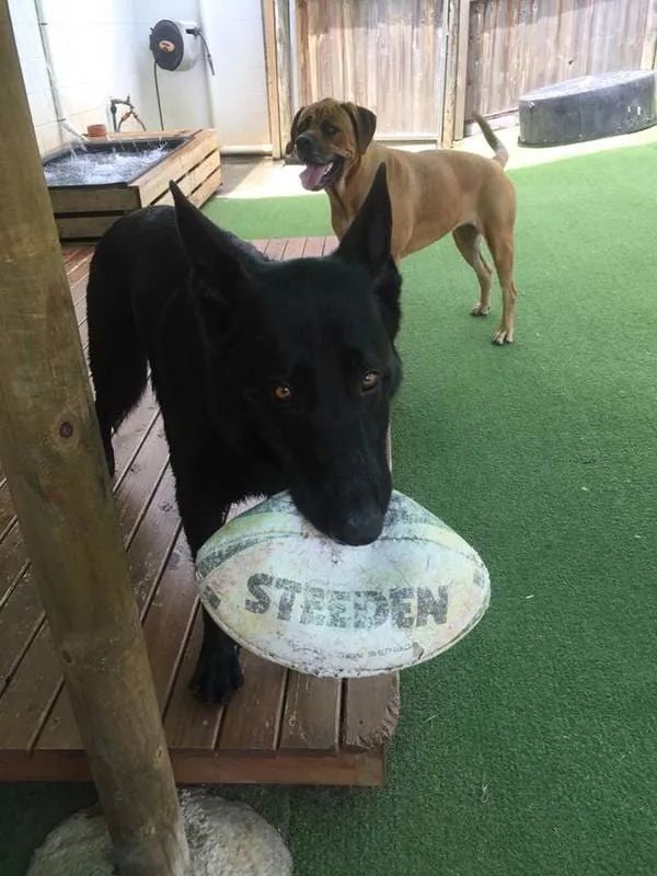 A Black Dog Is Holding A Rugby Ball In Its Mouth — Pupstars Daycare and Grooming In Cairns City, QLD