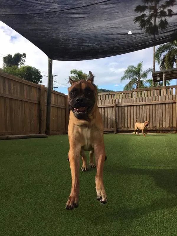 A Dog Is Standing On A Lush Green Field Under A Canopy — Pupstars Daycare and Grooming In Cairns City, QLD