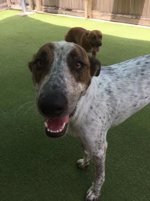 Two Dogs Are Standing Next To Each Other On A Lush Green Field — Pupstars Daycare and Grooming In Cairns City, QLD