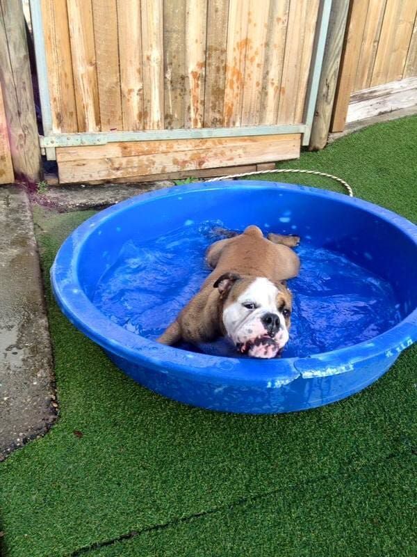 A Bulldog Is Laying In A Blue Pool Of Water — Pupstars Daycare and Grooming In Cairns City, QLD