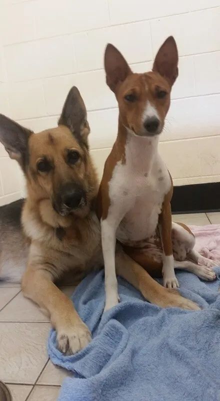 Two Dogs Are Laying On A Blue Towel On The Floor — Pupstars Daycare and Grooming In Cairns City, QLD