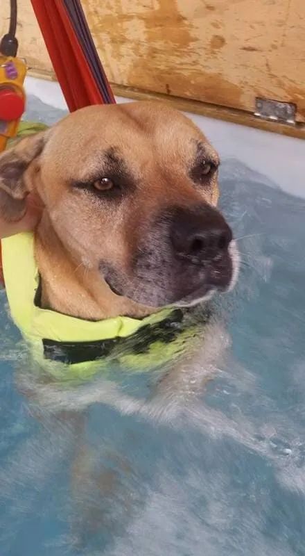 A Dog Wearing A Life Jacket Is Swimming In A Pool — Pupstars Daycare and Grooming In Cairns City, QLD