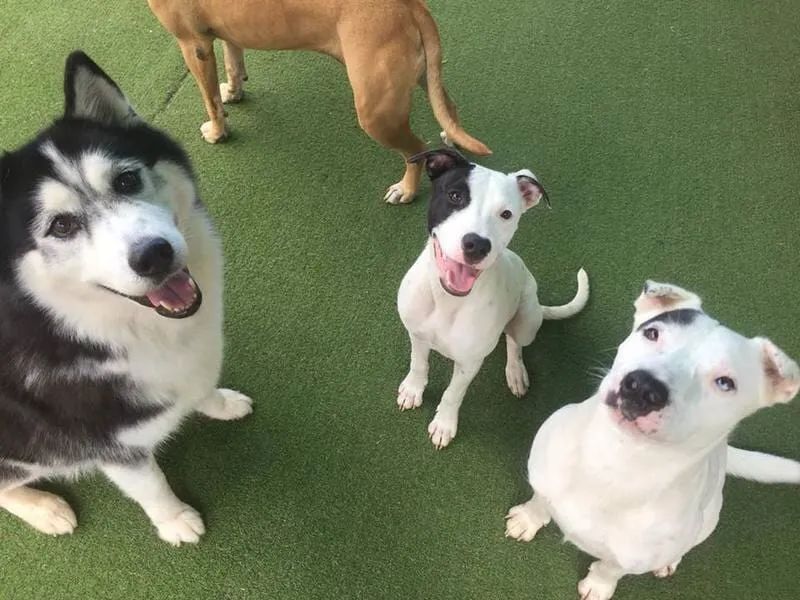 A Group Of Dogs Are Sitting On The Grass And Looking Up At The Camera — Pupstars Daycare and Grooming In Cairns City, QLD