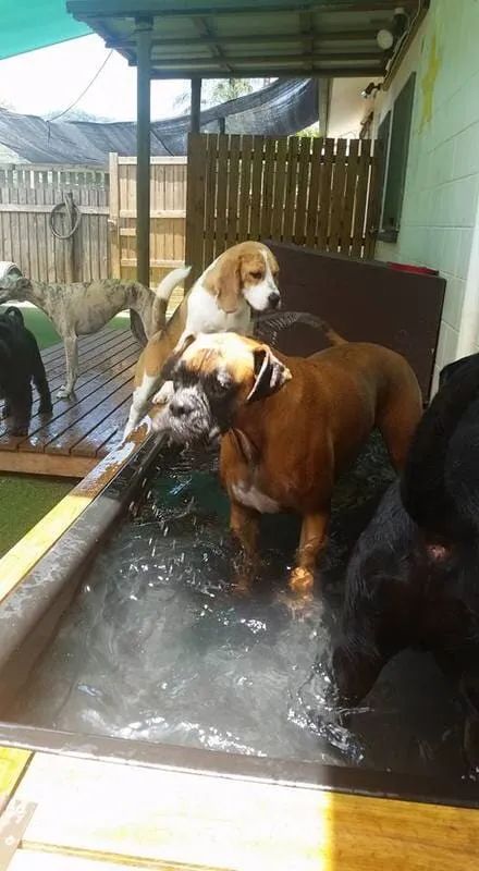 A Group Of Dogs Are Playing In A Pool Of Water — Pupstars Daycare and Grooming In Cairns City, QLD