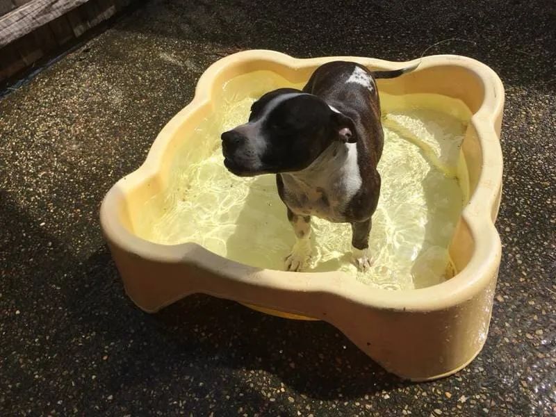 A Dog Is Standing In A Small Pool Of Water — Pupstars Daycare and Grooming In Cairns City, QLD