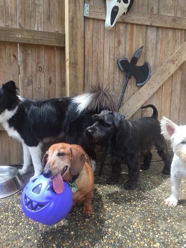 A Group Of Dogs Are Standing In Front Of A Wooden Fence — Pupstars Daycare and Grooming In Cairns City, QLD