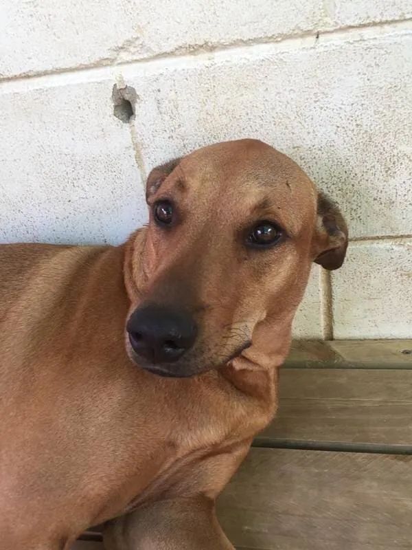 A Brown Dog Is Sitting On A Wooden Deck In Front Of A Brick Wall — Pupstars Daycare and Grooming In Cairns City, QLD