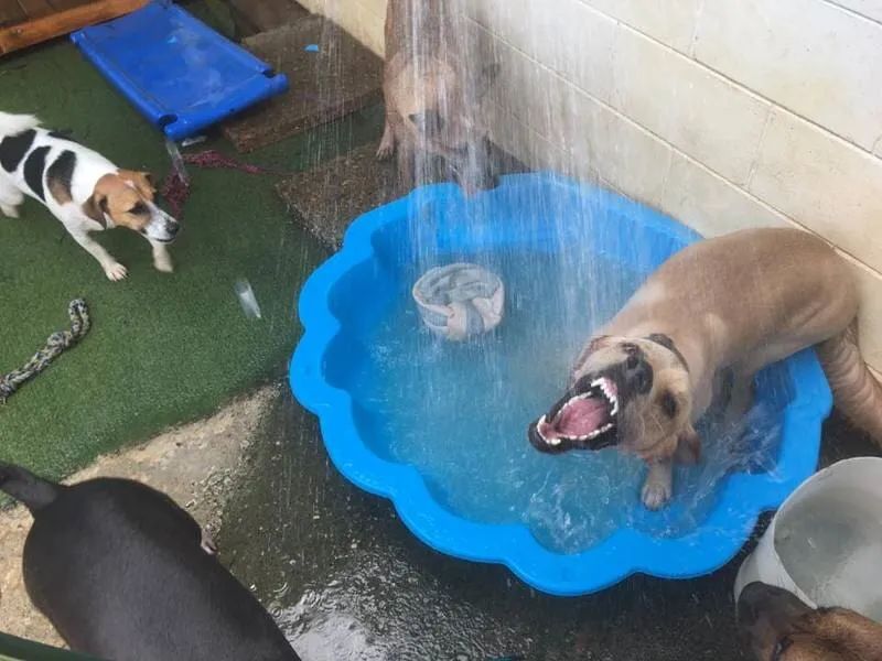 A Group Of Dogs Are Playing In A Small Pool Of Water — Pupstars Daycare and Grooming In Cairns City, QLD