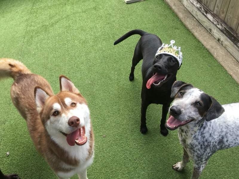 Three Dogs Are Standing Next To Each Other On A Lush Green Field — Pupstars Daycare and Grooming In Cairns City, QLD