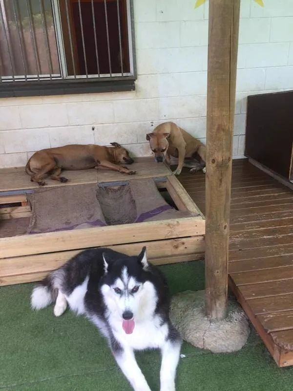 A Husky Dog Is Standing In Front Of Two Other Dogs In A Kennel — Pupstars Daycare and Grooming In Cairns City, QLD