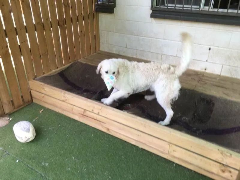 A White Dog Is Standing On Top Of A Wooden Box — Pupstars Daycare and Grooming In Cairns City, QLD