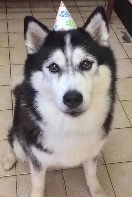 A Husky Dog Wearing A Birthday Hat Is Standing On A Tiled Floor — Pupstars Daycare and Grooming In Cairns City, QLD