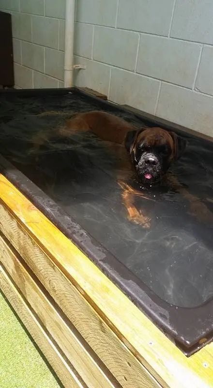 A Dog Is Swimming In A Bathtub — Pupstars Daycare and Grooming In Cairns City, QLD