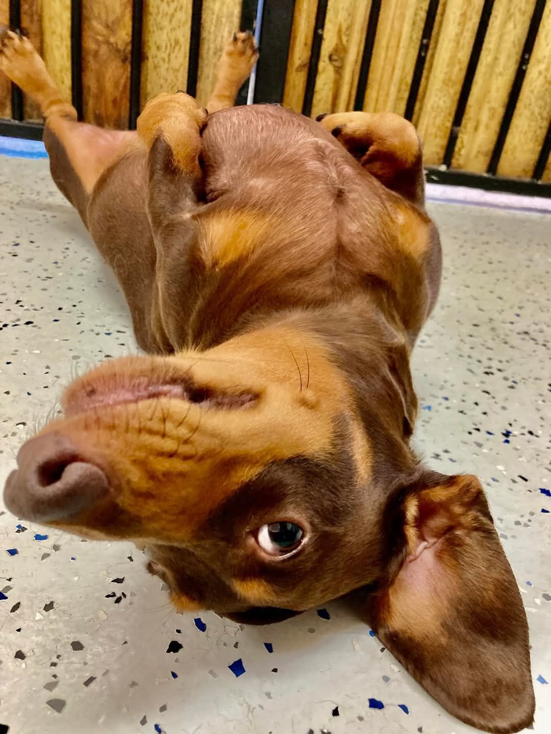 Puppies playing with bubble -Pupstars Daycare and Grooming In Cairns City, QLD