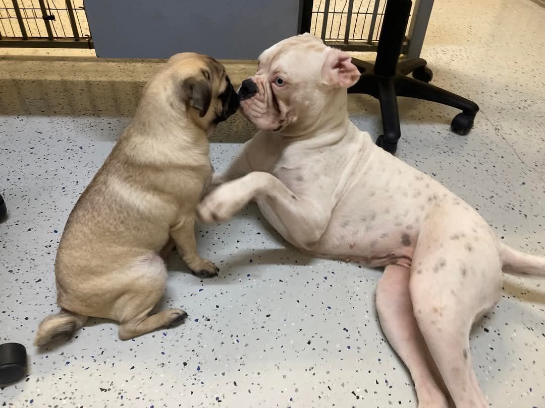 3 puppies - Pupstars Daycare and Grooming In Cairns City, QLD