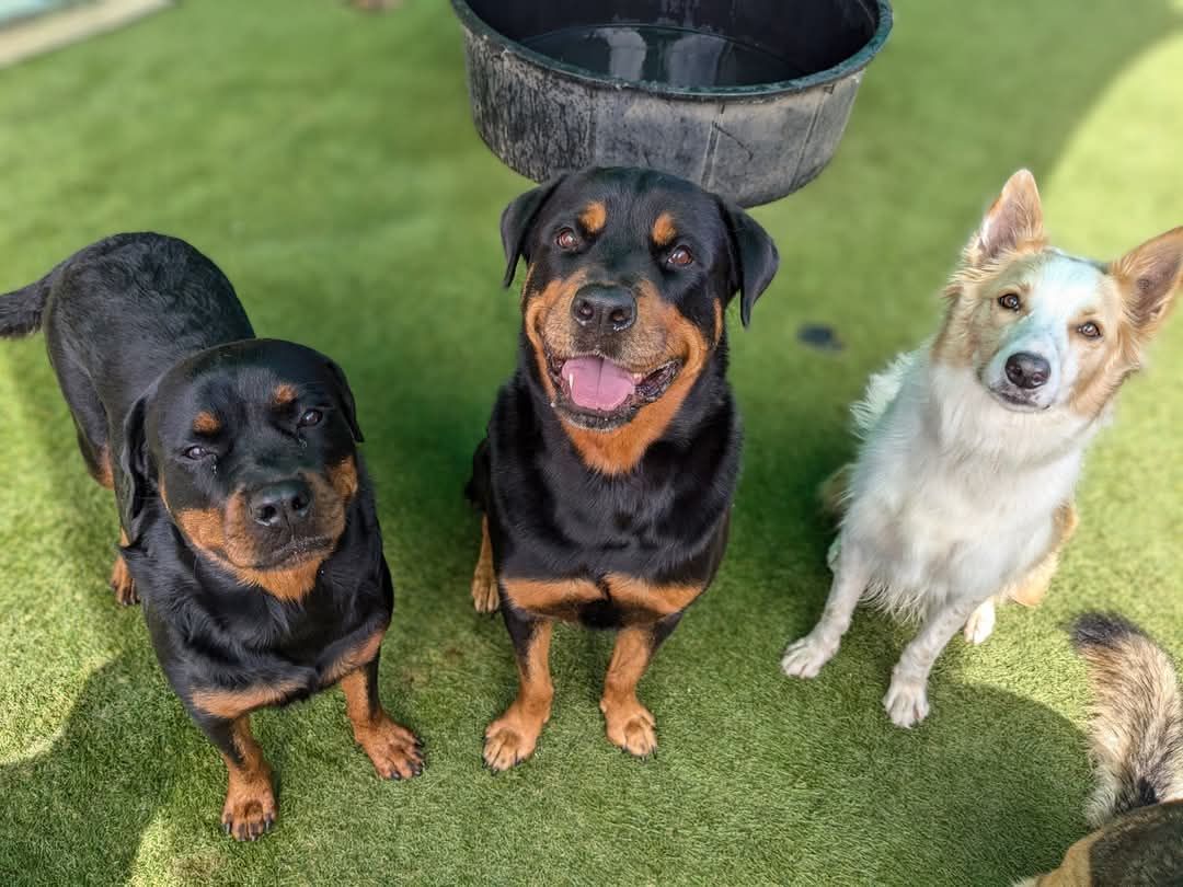 Black puppy - Pupstars Daycare and Grooming In Cairns City, QLD
