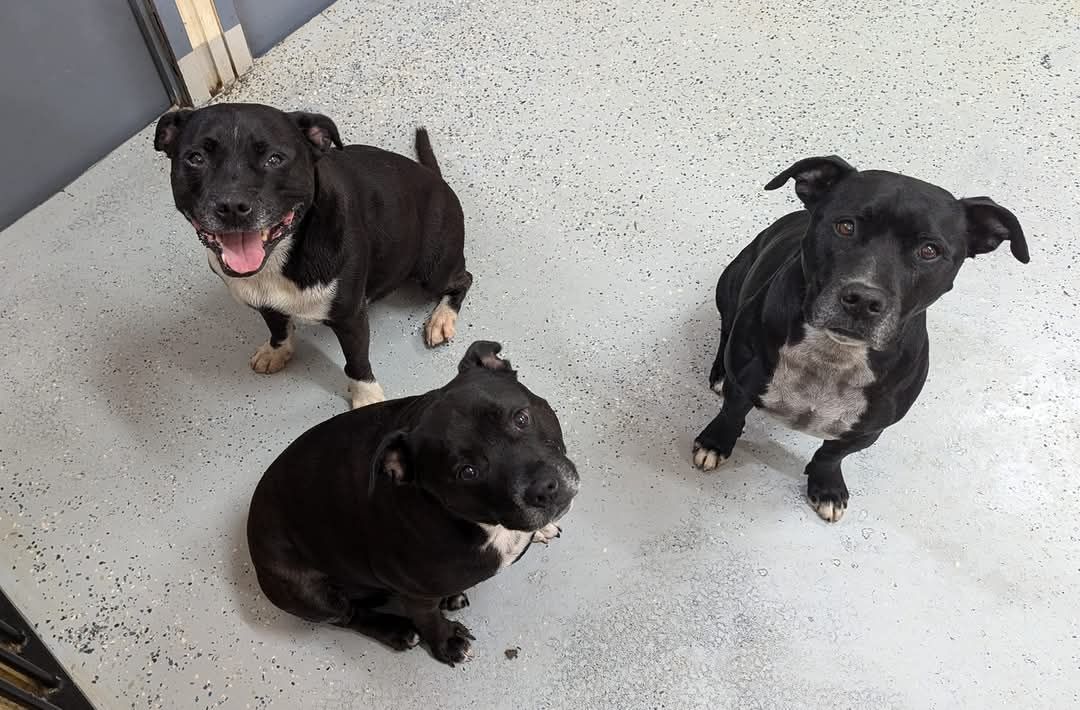 3 Black Puppies