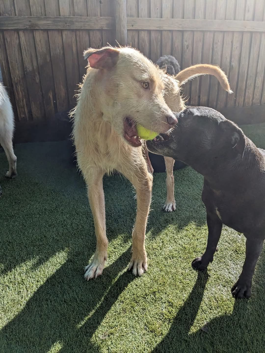 2 puppies playing with a yellow ball