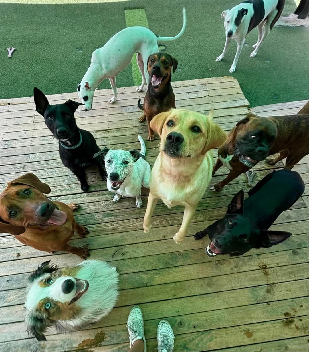 A group of dogs are standing on a wooden deck