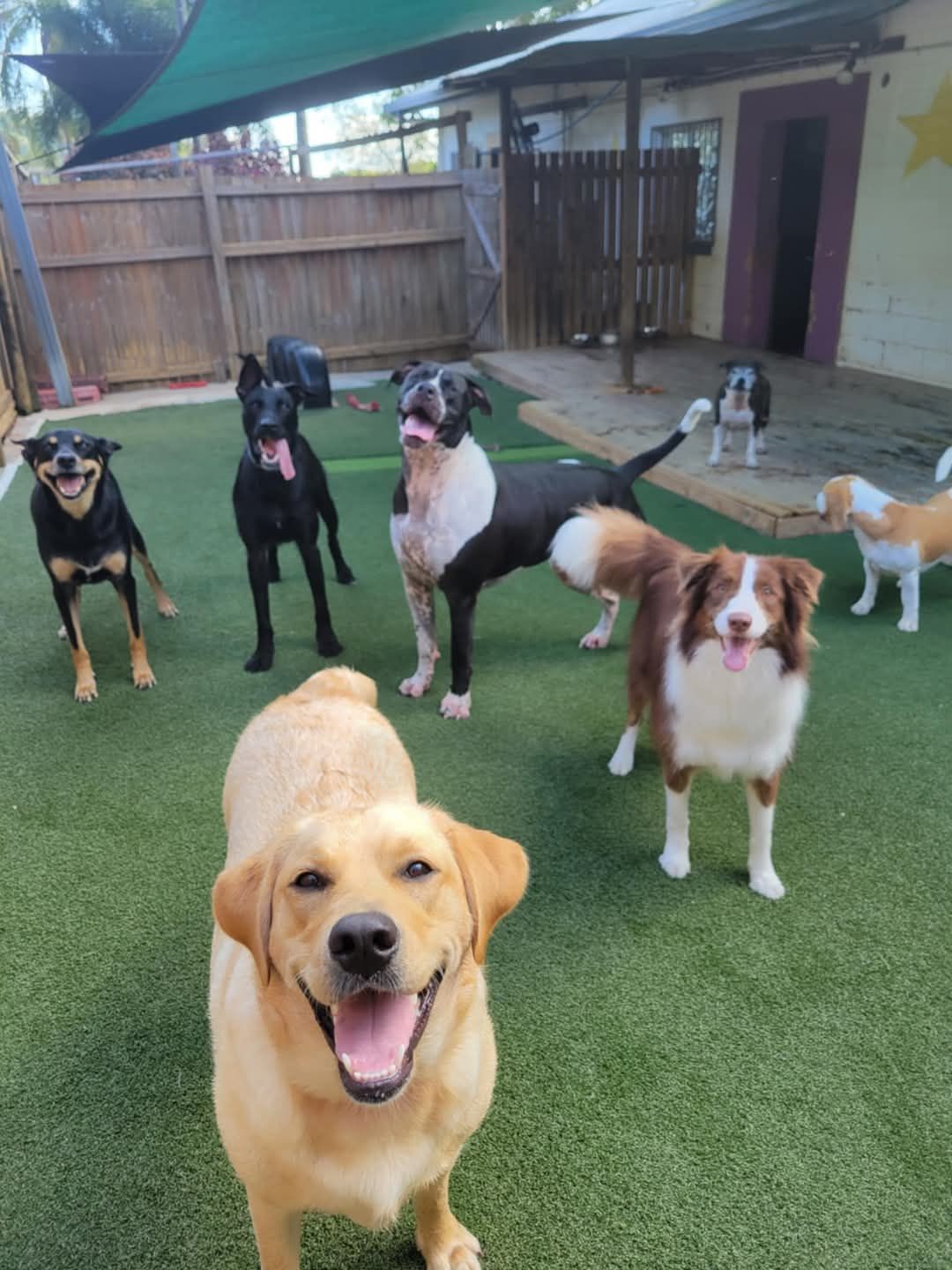 Puppies posing for a picture - Pupstars Daycare and Grooming In Cairns City, QLD