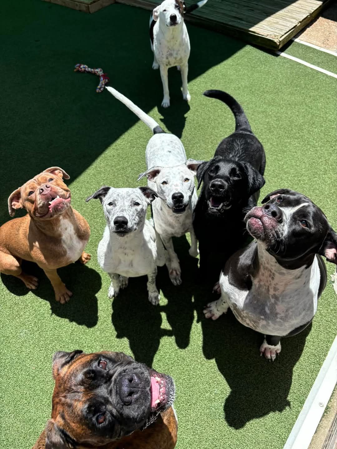 2 puppies playing with a yellow ball - Pupstars Daycare and Grooming In Cairns City, QLD