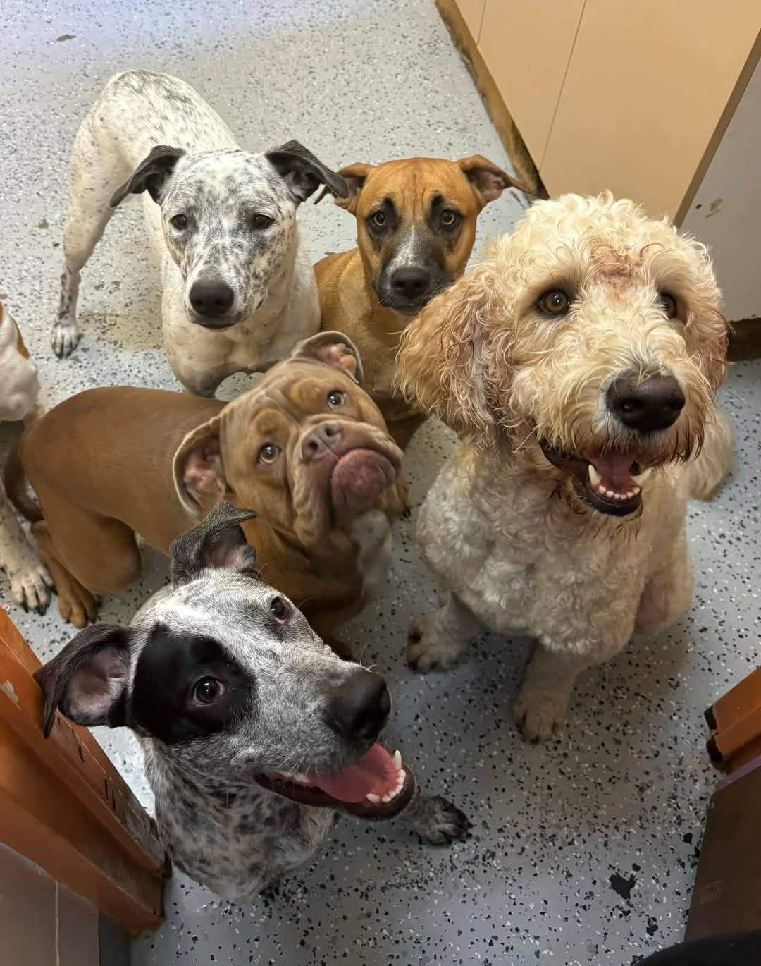 Brown puppy looking closely at camera - Pupstars Daycare and Grooming In Cairns City, QLD