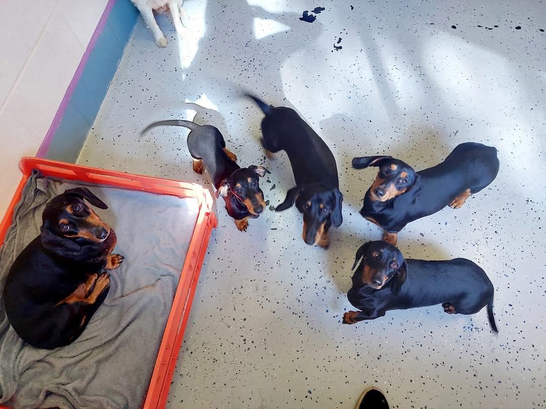 A brown puppy laying down - Pupstars Daycare and Grooming In Cairns City, QLD