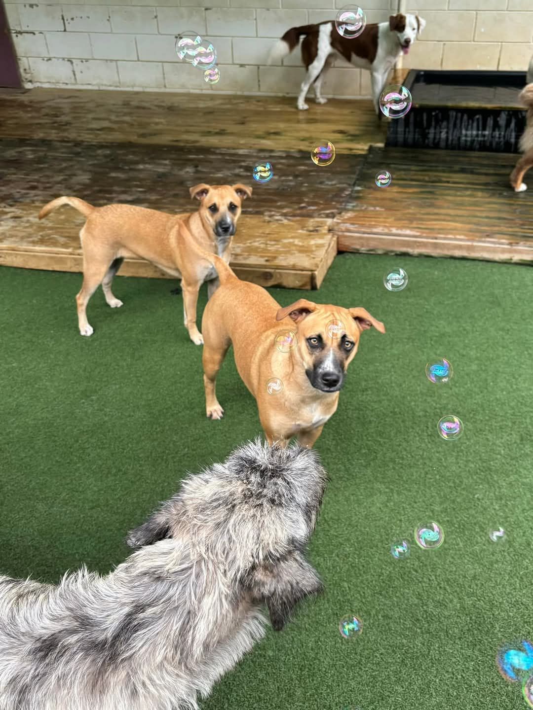 Puppy in a green bath-tub - Pupstars Daycare and Grooming In Cairns City, QLD