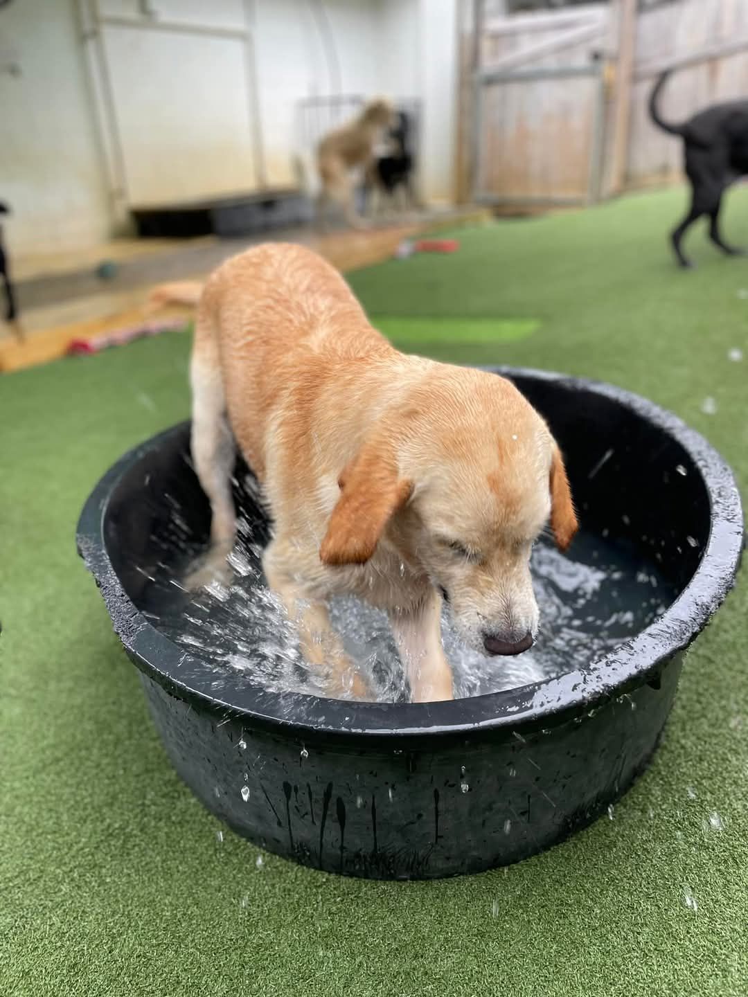 Puppies playing together - Pupstars Daycare and Grooming In Cairns City, QLD