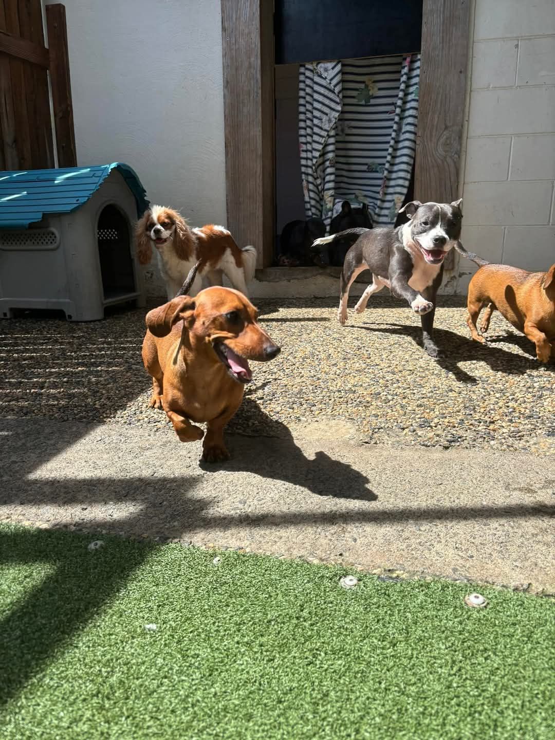 A group of dogs are playing in a yard.