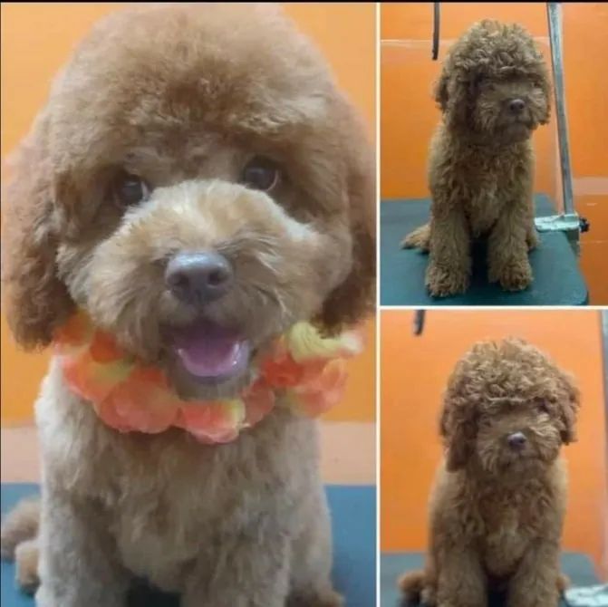 Three Pictures of A Brown Poodle Wearing a Flower Collar — Pupstars Daycare and Grooming In Cairns City, QLD