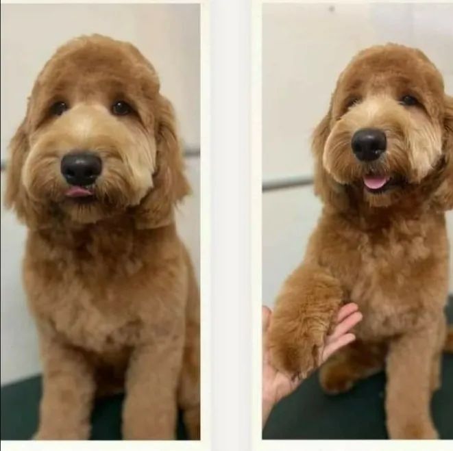 Two Pictures Of A Brown Dog Sitting On A Table — Pupstars Daycare and Grooming In Cairns City, QLD