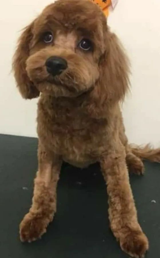 A Small Brown Dog Is Sitting On A Table And Looking At The Camera — Pupstars Daycare and Grooming In Cairns City, QLD