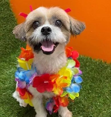 A Small Dog Is Wearing A Colorful Lei Around Its Neck — Pupstars Daycare and Grooming In Cairns City, QLD